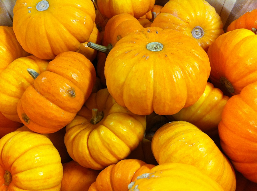 Pumpkin minis